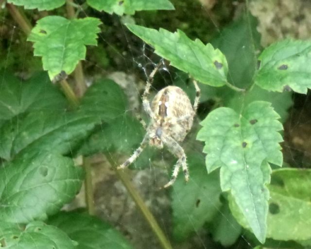 Araneus diadematus, Hogna radiata e Araneus sp. (VC)